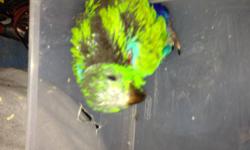 I have one baby male eclectus vos marie red sided hatch date dec 22, is 5 weeks old now is on habdfeeding for more info please call or text 646-543-6296