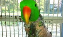 Eclectus - Buster - Medium - Adult - Male - Bird
Meet Buster. Buster's owner had passed away last year and it's taken him a bit to settle in. He loves to wander when he's out so you need to pay attention when he's out. He plucks his feathers around his
