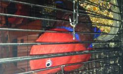I have a female Eclectus bird for sale for $750.She was a pet but not anymore. She will be good for breeding. You can call me for more info at 512 574 2598. I'm in Austin Texas. We can ship on buyers expense, we ship on united.