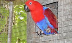 I'm downsizing my flock due to family needs more of my time and I need to lighten up on my responsibilities.Just work too many hours and don't have time for anything else.I have a bonded pair of Soloman Island red-sided eclectus.They have been together