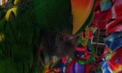 Eclectus - Hercules - Medium - Adult - Male - Bird
Hercules is an adult male eclectus. Yes, he does pluck and chew his feathers (he does not mutilate though). He came from another rescue last year and has settled in nicely. He's a bit on the shy side but