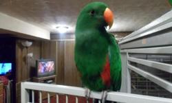 Wonderful Eclectus Parrot.. Perfect feathered. Just over a year and a half old. Might be able sell a cage with if needed. Is well cared for! Receives fresh fruits and veggies, is on Zupreem Natural Pellets. also gets a nut mix. Gets along with other