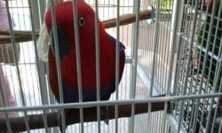 RS / Vosmaeri cross female eclectus for sale.She is 6 yrs old and grew up in a flock .Ready for breeding and producing beautiful babies.Asking $800. Phone / text gets quickest respond.