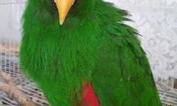 Getting out of breeding. I have some eclectus I am trying to rehome. I have 3 males. They are semi tame. Please let me know if you are interseted.