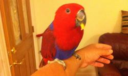 6 months old eclectus redside female,
Hand feed now weaned, eating ZuPreem pellet, some seeds, apple, ....
Very tame, friendly,
$800
This ad was posted with the eBay Classifieds mobile app.