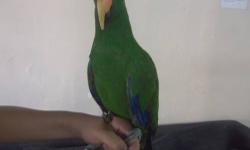 eclectus male 6 years old, super tame, never bite no body, good with kids, no missing feathers or nails, perfect conditions, for more info call 6.6.1. 6o74995 please no texts tambien hablo espanol $750.00 OBO