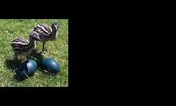My emu just have 1st emu baby is now week old and so far is a girl, is already start act tame follow us around and like to be pet, if you are looking to get pet on emu like to be tame here is your chance, the ask price is $150 cash only, also we have