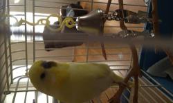 I have a very rare and beautiful bird that needs a home. He is bright yellow and white and has a hint of blue on his body. Never bites but is a little shy. Is approx. 4 mos. old. Does not come with cage.