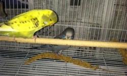 I have two just weaned baby English budgies....These are the ones with the large heads....I have a blue male and a yellow female available. They are sweet......