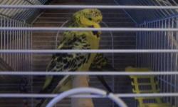 2 English budgies 6 months old and are healthy birds. Inside/outside birds.1 male & 1 female They will go together. $50.00 for both birds.
Opaline female
Green Male