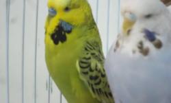Cute young English Budgies - Many Colors - Will make great pets - call 619-447-4171 or stop by at Tropic Island Bird & Supply at 1107 Greenfield Drive, El Cajon CA 92021 - open Tuesday to Friday from 10am to 6pm and on Saturday and Sunday from 10am to 5pm