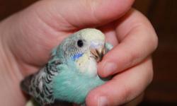 I have been hand feeding these babies since they were 2 weeks old. Very, very sweet and brightly colored. So gentle and love to be held. If you've ever seen the you tube videos of Disco the English Parakeet you would realize what a great deal this is. We