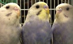 i have 7 english parakeets for sale each $10 they are mix with the regular parakeet these are biger than the normal size parakeet