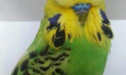 Beautiful English Parakeets, Blue Spangle Males. 9 months to 1 year old. $50.00. A few English cross males, blue spangles for $35.00. Many other budgies available. English cross Albinos, Dark eye whites, Lutinos. $25.00 - $35.00. 714-606-9659.