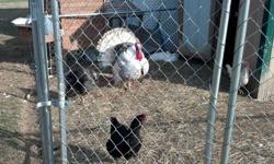 I am getting out of the chicken business and want to gt rid of my entire flock. I currently get anywhere from 8-12 eggs a day. I have 13 hens, 2 rooster, 1 pair of turkey, and 2 female Peking ducks. I will also throw in a wooden cage with slide out tray,