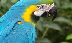 Beautiful Exotic Macaw Blue/Gold Bird For Sale Asap!
Has cage.
Healthy and Has a Fun Loving Personality, Talks, Dances, Love Music and Loves the Girls! Much More.
He?s a Male! 5 Years Old and Needs to go to a great home!
$1600.00 or best offer! Moving!