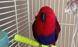 Kayla is a beautiful loving bird, she loves music whistling she knows a few songs, she is capable od speaking in sentances we love her very much but have to move,kaylas beak is a little over grown she has been using the cement perch it has not effected