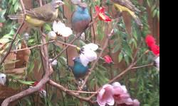 I have a couple of young and adult finches for sale here's the list if interested please contact me for prices (813)385-8548
Red Faced Star Finches 5 months old males and females 2012 close banded.
Goldbreasted waxbills 3 months old coming into color 2012