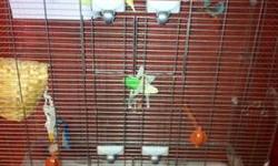 Im selling my gorgeous finches with large vision cage and nest boxes as seen in the picture they are all in good feathering and healthy I have a green back goldian finch which is a female and a yellow goldian finch which is a male and two Blue crested