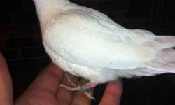 Champagne silky ruby eyed father and ivory mother both parents are lso crested.. ivory/champagne crested ruby eyed young ones with splits .These guys are exquisite to the eye- very gentle like hand fed birds. ADA close banded.Shipping availale