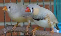 Beautiful, young zebra finches that you WON'T find in a pet shop.
The seven birds are from three clutches.
Three Males:
1) Lightback
2) Lightback split with CFW
3) Lightback split with Fawn
Four Females:
1) Fawn
2) Lightback
3) CFW
4) Normal - $10 or Free