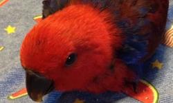 I have a 3 1/2 month old female Solomon Island Eclectus baby. She is weaning now and is ready for a new home!
She has a very sweet personality and loves attention.