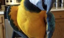 10 month old Macaw very tamed, not a screamer at all. Beginning to talk saying Hello , Hi. He loves to be hold like a baby and will lay on his back. He will let anyone handle him. Cage not included. 301-661-9911