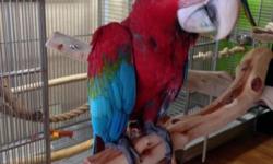 7 month old greenwing macaw with stainless steel cage. The macaw is DNA'd female. Complete vet checked. This baby is super sweet and actually plays with children.
The cage is stainless steel and the dimensions are 45X29X72. The cage is only a few months