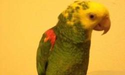 I need to rehome my magna double yellow head amazon parrot. For an amazon, he is very sweet and loves to be petted. To win him over, all you need to do is serenade him. He loves being sung to. I did get him DNA sexed and surprisingly, he's a male. The