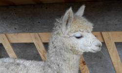 Sadly, I must re-home my awesome fiber male alpacas.
Gabe is a white/cream color with MASSIVE amounts of fiber! He is extremely curious and out-going. He will follow you anywhere, humming happily, for grain!
Dylan is a real cutie pie! He is a dark brown