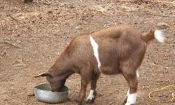 Beautiful sweet faint goat, brown and white. She does faint. I am looking for a forever home. Must be a pet home only. She has never been bred.
call or text for more information 843-337-7799