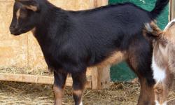 I have for sale a purebred Fainting Buck Kid - he was born 4/14/2013. We named him Blake Shelton - he has brown eyes and has been disbudded.
Blake is registered with the Mytonic Goat Registry. He is a handsome boy and will make an excellent breeding buck.