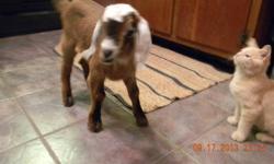 have a 3 yr fainting goat for sale