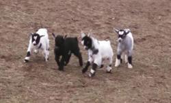 MYOTONIC (FAINTING) GOAT DOELINGS AND BUCKLINGS FOR SALE MGR REGISTERED 100.00 EACH. update only one buckling left