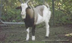 I have 3 Bucks for sale, all one year old. $200.00 with registration or 150.00 without registration as pets.
http://maes-acres.webs.com/