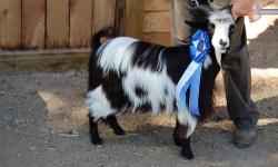 Miniature silky fainting goats, great for pets and weed eating. Bucks, does, and wethers available. Show quality also available. They need companionship so will be sold to homes with goats or in pairs. I have adults and 6 month old kids. For more pictures