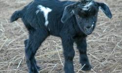 This is Sunshine's Billy Boy, he was born on Jan. 29, 2012.
I am a registered Breeder through the Myotonic Goat Registry.
This little feller will be available Mar. 29,2012. If you are interested in him, please give me a call or send me an e-mail. If you