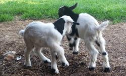 I have 2 fainting goat wethers born 7/15 125 each or 200 for both. One has blue eyes other brown I believe both are polled. A deposit will hold intil weaned. Will be great as show wethers or pets. Will come with application to register thru MGR