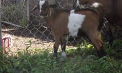 I have 3 fainting goat wethers born in May and June ready for homes. 1 blue eyed and 2 brown eyed. All are horned. The white one with the brown neck is now $100.00
http://maes-acres.webs.com/
