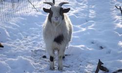 I have 3 fainting goat bucks that are a year old and one doe that was born January of 2013. Bucks are $250.00 each with MGR registration or I am willing to neuter and sell as pets with no registration for $125.00. Doe is $325.00 with MGR registration. The