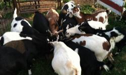 Selling SEVERAL Fainter Goats. The kids were born this spring. We have several females and wethers. We also have 3 Billy kids. We are also selling SEVERAL of the moms.
All goats are healthy and come from good stock. The moms are all very productive. All