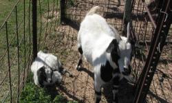 Fainting Goats for sale. I have a couple of young females and an older Male that I need to sell. Also a few weaning age. Asking $150.00 for Females and $85.00 for Males Call 979-541-9357 walkingdminis.