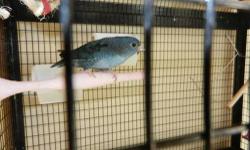 Price reduced!
Male is fallow(his name is Bob) and female is green(her name is Trudy).
These are breeders and not hand-tamed.
No cage included in price, have medium-sized cage for extra $30.
Can meet in Slidell, New Orleans, or Baton Rouge.