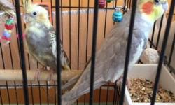 I have a couple of cockatiels that bred and now have 3 offspring. They have become too much for me to handle since I now attend college in a different state. I am asking for $30-50 for each bird, but I am open to negotiations as well!
If you want to adopt