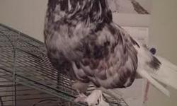 Rehoming 1 year old Fantail Pigeon. Small rehoming fee of $20.