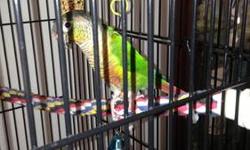 6 month fancy green cheek consure with play cage and smaller travel cage and plenty of toys. Moving must sell. Contact me at ritarainwater at hotmail dot com