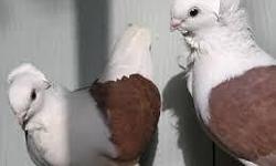 nice fancy pigeons
old german owls
turkish tumblers
oriental frill
call me at 619-966-9549
15 each pigeon
30 pair
and other depending on price