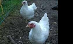 Brown eggs forsale @ $ 2.00 a dozen call 704-794-8318 John. Hatching eggs $5 a dozen upon request breed available is Gold Laced Wyndottes will have more breeds available in the fall
This ad was posted with the eBay Classifieds mobile app.
