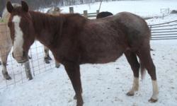 2 Paints 6yr siblings. Female horse well mannered, easy to halter and friendly( $500.00). Male is well trained saddle broke, use on horse trails for 3 years ($1200).
Registered qtr. horse brood mare 15yrs.. Throws excellent foals. $1000.00