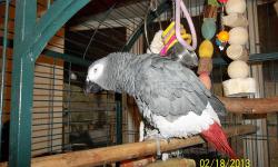AFRICAN GREY CONGO NEEDS REHOME TO HOME THAT KNOWS ABOUT AFRICAN GREY PARTLY TAME WILL TAKE FOOD FROM YOUR HAND ONE THOUSAND DOLLARS CALL 606-371-2960 SORRY NO TRADES